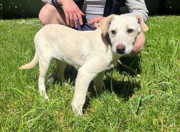 NUVOLA BELLISSIMA CUCCIOLA Foto 2